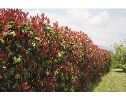 Im Bild ist eine Hecke mit roten Blättern zu sehen.