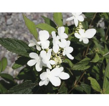Japanischer Schneeball FloraSelf Viburnum plicatum 'Summer Snowflake' H 30-40 cm Co 5 L-thumb-1