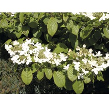 Japanischer Schneeball FloraSelf Viburnum plicatum 'Mariesii' H 40-60 cm Co 5 L-thumb-1