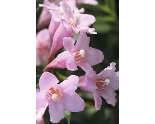 Nahaufnahme von rosa blühenden Schönheitsstrauch-Zweigen