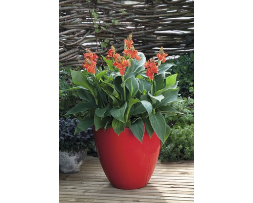 Blühende Canna Pflanze in einem Pflanzgefäß im Außenbereich