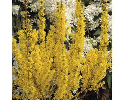 Goldglöckchen, Forsythie FloraSelf Forsythia intermedia 'Mikador' H 80-100 cm Co 10 L