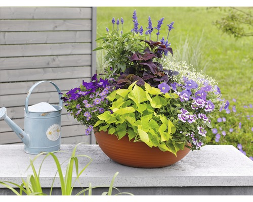 Blumenarrangement in einem Pflanzgefäß mit Gießkanne