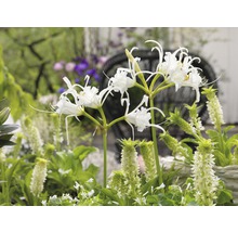 Nahaufnahme einer Gruppe von Strandlilien im Garten.