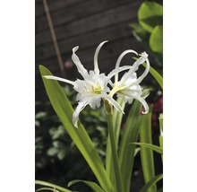 Nahaufnahme einer weißen Spinnenlilienblüte mit grünen Blättern