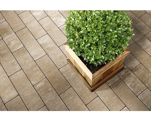 Pflastersteine und Pflanze im Topf