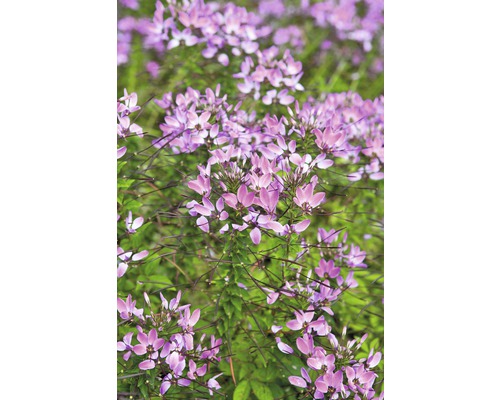 Cleome Pflanze mit Blättern und Blüten
