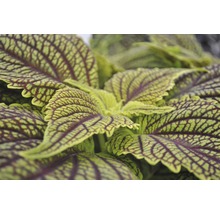 Buntnessel FloraSelf Plectranthus scutellarioides 'Golden Dreams' Ø 12 cm Topf