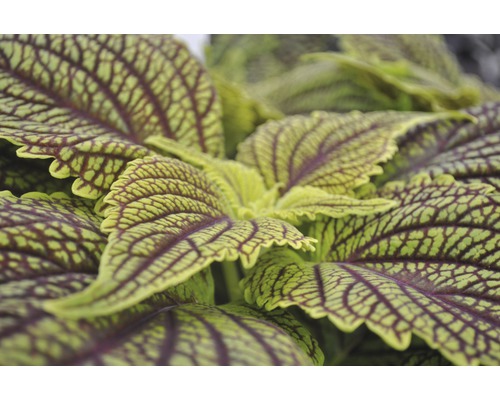 Nahaufnahme einer Buntnessel Pflanze mit gemusterten Blättern