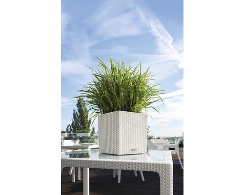 Quadratischer Pflanzkübel mit grünen Pflanzen auf einem Tisch im Freien