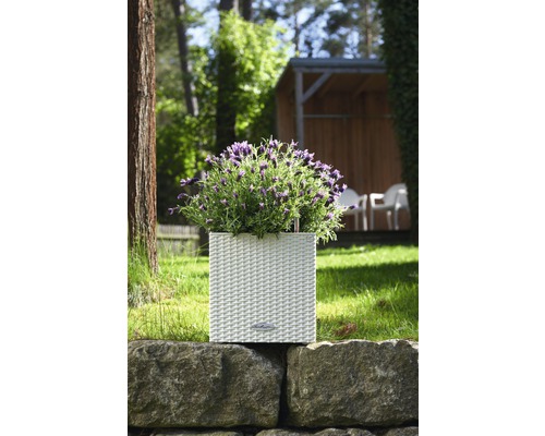 Blumenkasten mit Lavendel auf einer Steinmauer im Garten