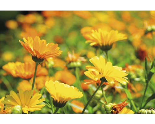 Nahaufnahme von Ringelblumen im Garten