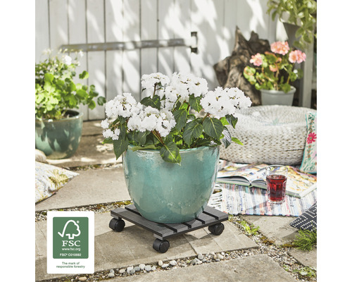 Blumentopf mit Hortensien auf Pflanzenroller im Außenbereich mit FSC Siegel