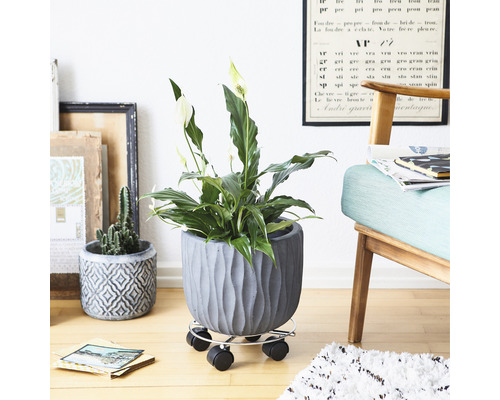 Zimmerpflanze in einem strukturierten Pflanzgefäß auf einem Pflanzenroller