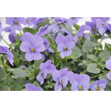 Nahaufnahme von Stiefmütterchenblüten
