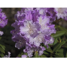 Nahaufnahme einer Rhododendronblüte