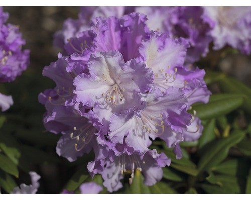 Nahaufnahme einer Rhododendronblüte