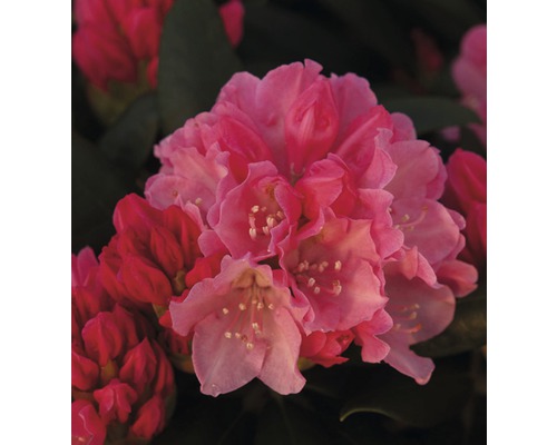 Großblumige Alpenrose-Stämmchen FloraSelf Rhododendron Hybride H 50-80 cm Co 7,5 L zufällige Sortenauswahl-0