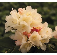 Großblumige Alpenrose-Stämmchen FloraSelf Rhododendron Hybride H 50-80 cm Co 7,5 L zufällige Sortenauswahl-thumb-1