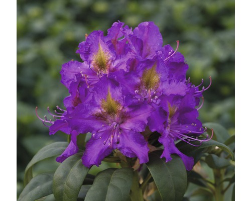 Großblumige Alpenrose lila FloraSelf Rhododendron Hybride Co 5 L Liebhaber-Sorten Blühender Rhododendron mit violetten Blüten
