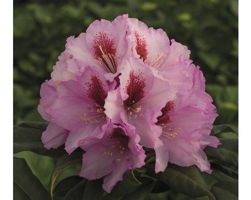 Großblumige Alpenrose rosa FloraSelf Rhododendron Hybride Co 5 L Liebhaber-Sorten Nahaufnahme einer rosa Rhododendronblüte mit roten Akzenten