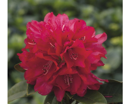 Großblumige Alpenrose FloraSelf Rhododendron Hybride rot H 40-50 cm Co 7,5 L