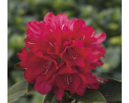 Großblumige Alpenrose rot FloraSelf Rhododendron Hybride Co 5 L Liebhaber-Sorten Nahaufnahme einer roten Rhododendronblüte.