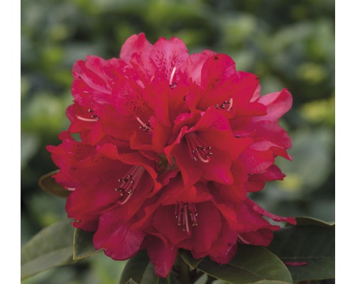 Großblumige Alpenrose rot FloraSelf Rhododendron Hybride Co 5 L Liebhaber-Sorten