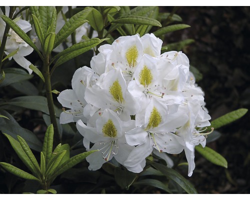 Großblumige Alpenrose weiß FloraSelf Rhododendron Hybride Co 7,5 L Liebhaber-Sorten