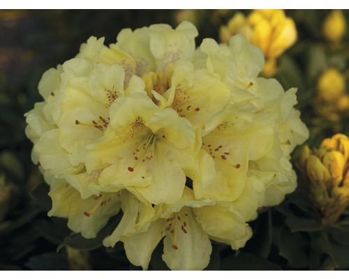 Großblumige Alpenrose gelb FloraSelf Rhododendron Hybride Co 7,5 L Liebhaber-Sorten Nahaufnahme einer gelben Rhododendronblüte