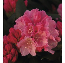 Nahaufnahme einer Rhododendronblüte