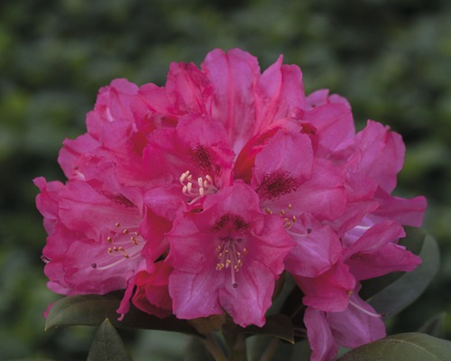 Ball-Rhododendron FloraSelf Rhododendron yakushimanum rosa H 30-40 cm Co 5 L Nahaufnahme einer Rhododendronblüte