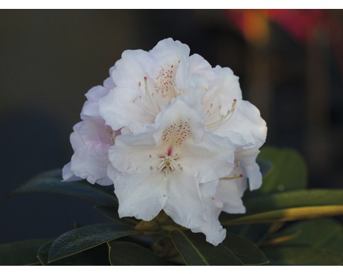 Ball-Rhododendron FloraSelf Rhododendron yakushimanum weiß H 30-40 cm Co 5 L Nahaufnahme einer Rhododendronblüte