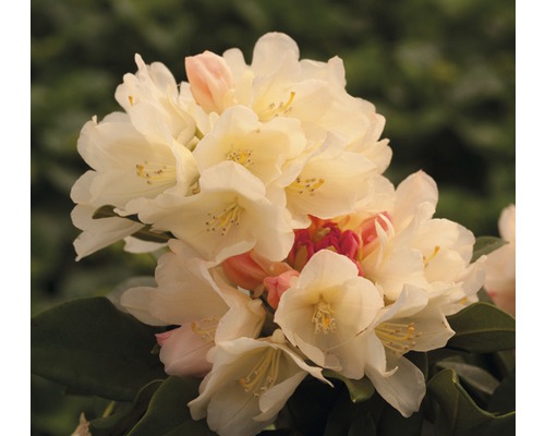 Ball-Rhododendron FloraSelf Rhododendron yakushimanum gelb H 30-40 cm Co 5 L