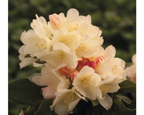Ball-Rhododendron FloraSelf Rhododendron yakushimanum gelb H 30-40 cm Co 5 L Nahaufnahme einer Rhododendronblüte