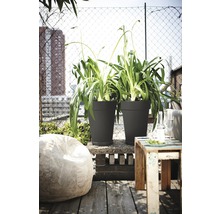 Szene mit zwei Pflanzen in Pflanzgefäßen auf einer Terrasse mit Holzboden