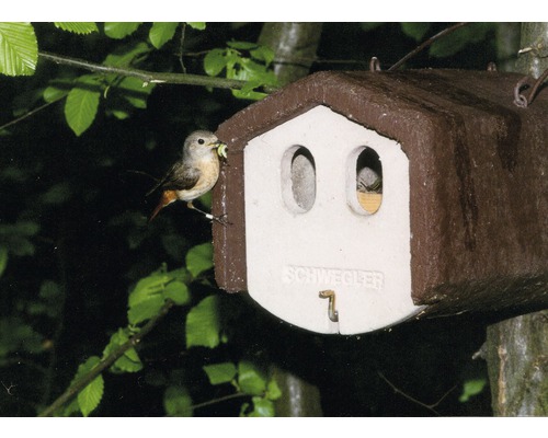Vogel mit Futter vor einem Nistkasten der Marke Schwegler
