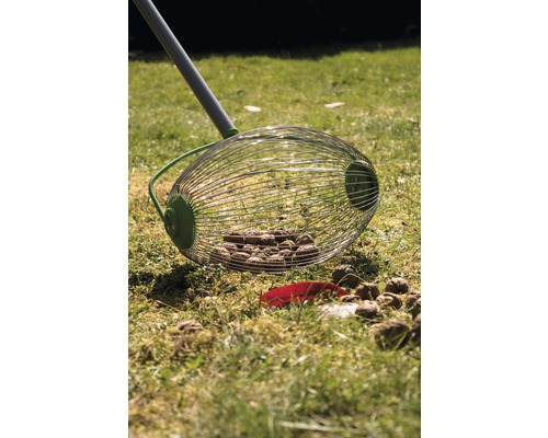 Nussleser auf einer Wiese mit Nüssen