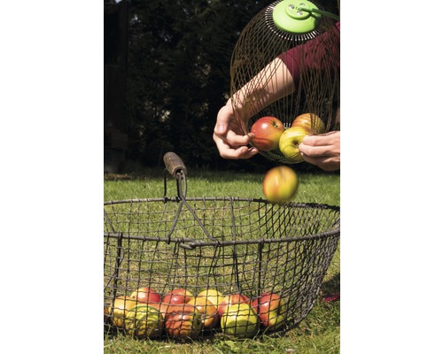 Person leert Äpfel aus einem Apfelpflücker in einen Drahtkorb.