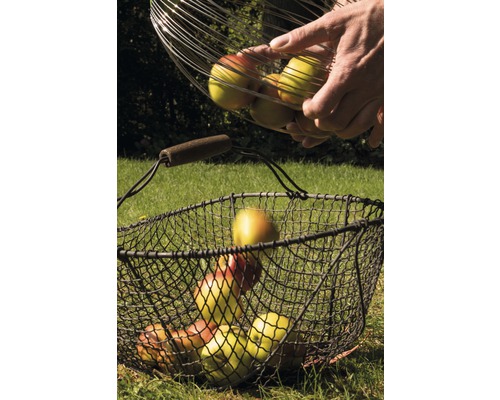 Apfelernte mit Drahtkörben auf einer Wiese