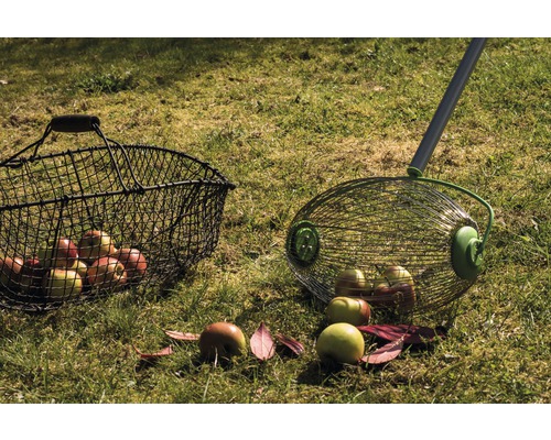 Apfelernte mit Obstsammler und Auffangkorb im Garten