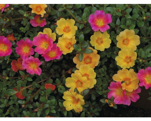 Teppich-Portulak mit gelben und pinkfarbenen Blüten