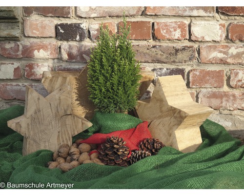 Dekoration mit Zypresse, Holzsternen, Tannenzapfen und Nüssen vor einer Backsteinmauer