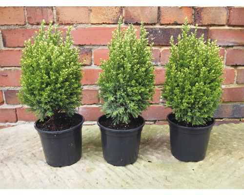Drei Topfpflanzen Thuja auf einem Tisch vor einer Ziegelwand
