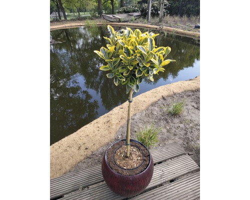 Japanischer Spindelstrauch Stämmchen FloraSelf Euonymus japonicus 'Marieke' Stammhöhe 50 cm Co 3 L