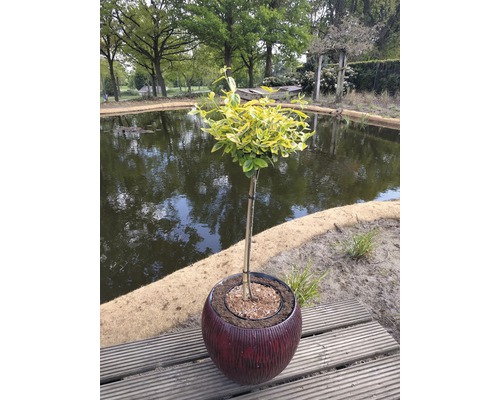 Gelbbunte Kriechspindel Stämmchen FloraSelf Euonymus fortunei 'Emerald'n Gold' Stammhöhe 50 cm Co 3 L