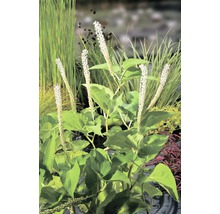 Eidechsenschwanz FloraSelf Saururus cernuus H 10-70 cm Co 0,6 L