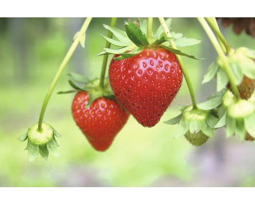 Nahaufnahme von roten Erdbeeren an einer Pflanze