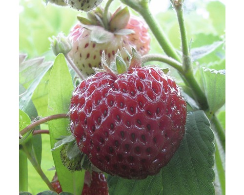 Nahaufnahme einer reifen Erdbeere am Erdbeerstrauch