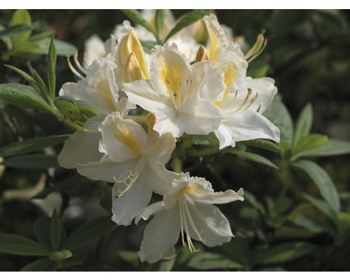 Duftazalee Sommergrüne Azale Rhododendron luteum H 30-40 cm Co 5 L weiß